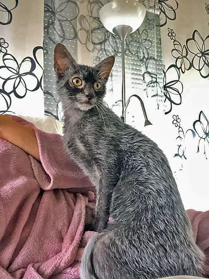 Good picture of Lykoi cat