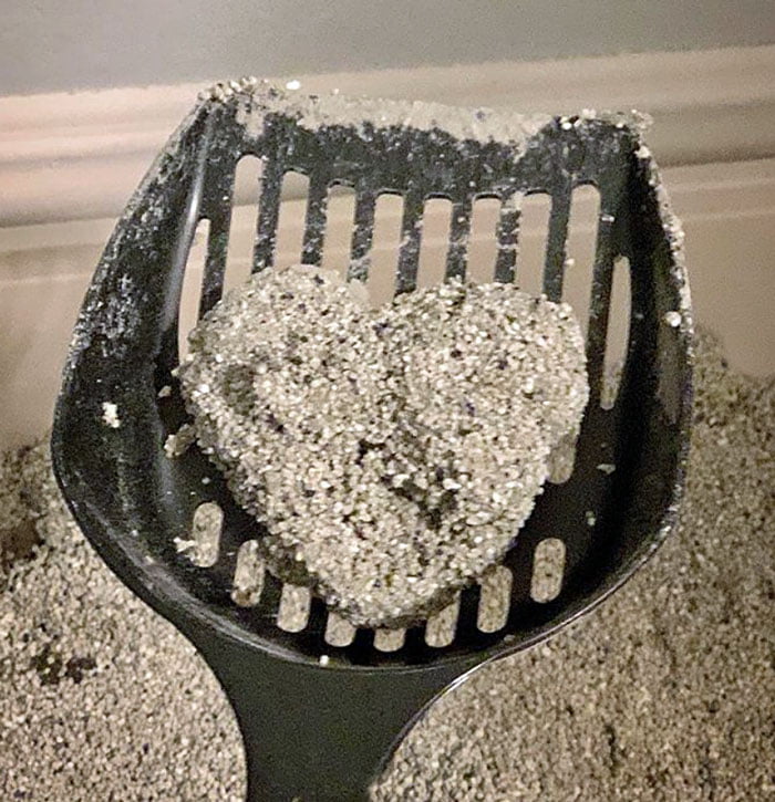 Heart-shaped poop from cat litter tray that tells you that your cat loves you