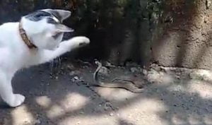 Indonesian domestic cat attacks snake