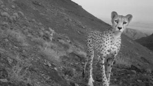 Iranian cheetahs