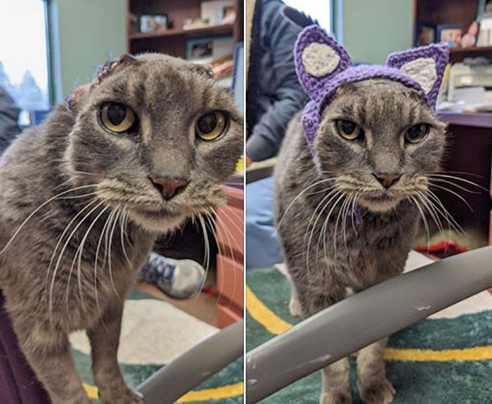 Rescue cat who had to have her ear flaps removed due to self mutilation