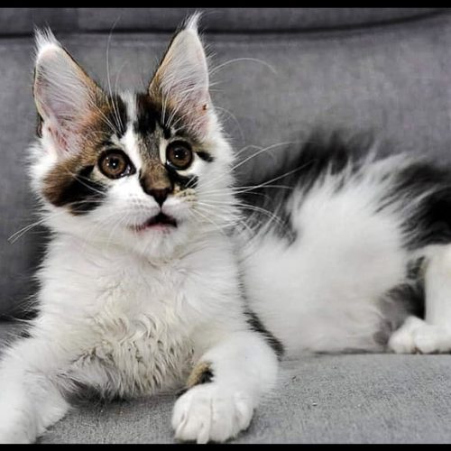 Maine Coon bred in Russia with an interesting coat