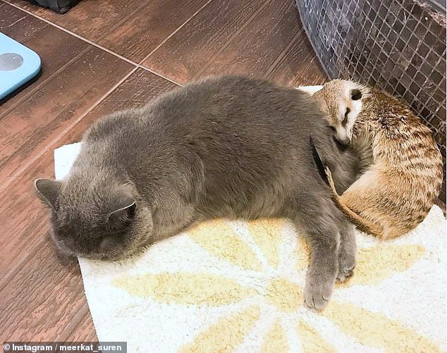 Unusual meerkat and cat friendship