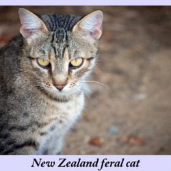NZ feral cat