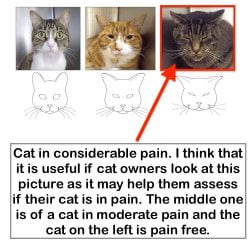 Cat suffering from pain