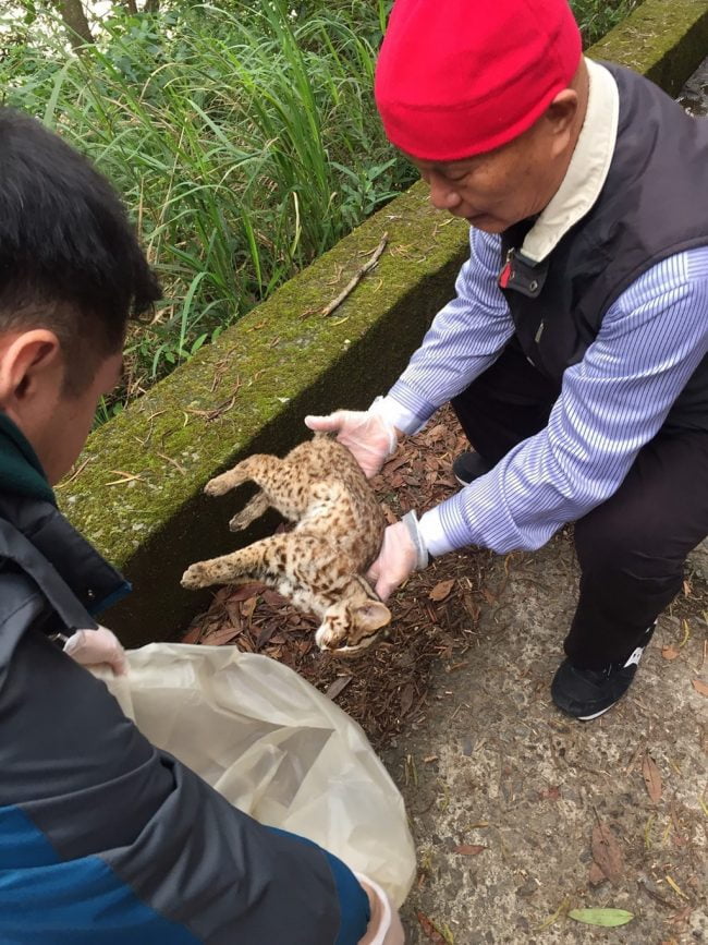 Picture of a dead leopard cat in NW Taiwan