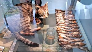Picture of stuffed cat and dead prey