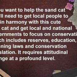 Sand cat conservation