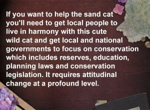Sand cat conservation
