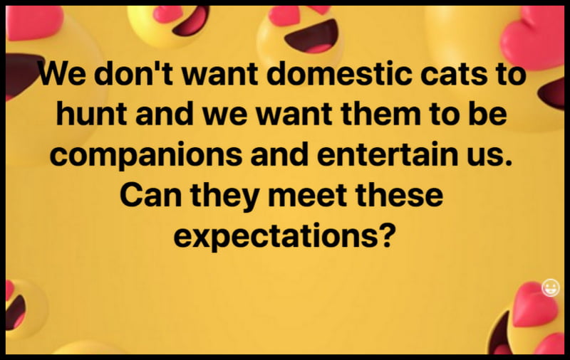 Can domestic cats meet our expectations?