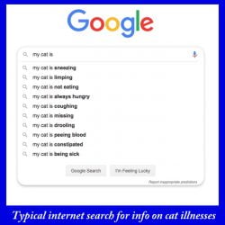 Typical internet search for cat illnesses