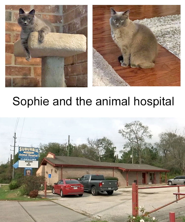 Sophie and the animal hospital concerned