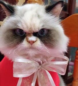 The New Grumpy Cat - Meow Meow