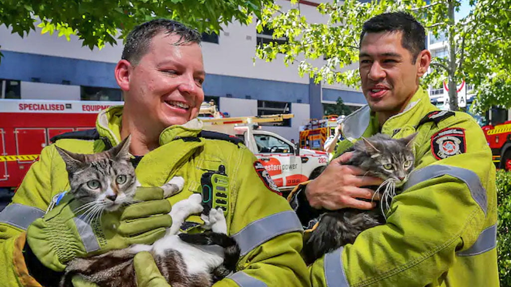 Two Aussie firefighters and two tabby cats