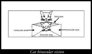 Cat binocular vision