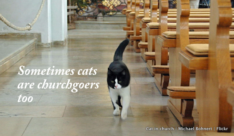 Cat in church