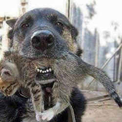 Dog with kitten in mouth