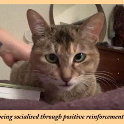 'Journey' a stray cat from China being socialised through positive reinforcement training