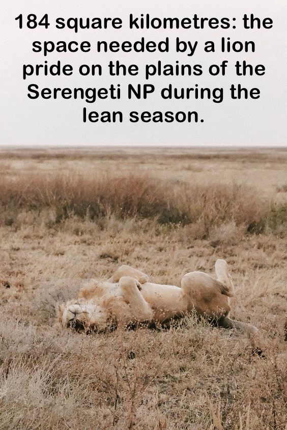 Lion enjoying the moment in the Serengeti