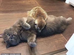 Unusual meerkat and cat friendship