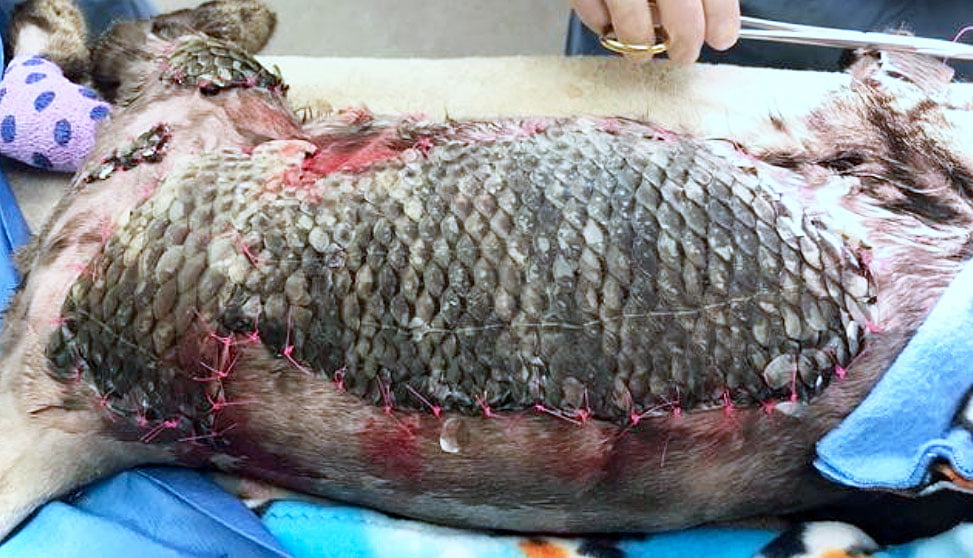 Picture of burned domestic cat being treated with Tilapia fish skin