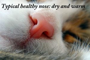 Typical healthy nose - dry and warm