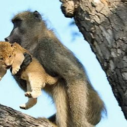 Baboon with lion cub in mouth in tree