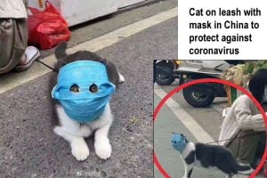 Cat on leash with mask in China to protect against coronavirus
