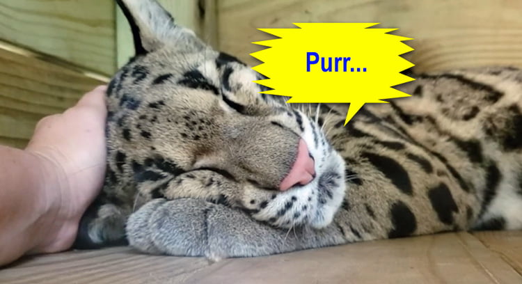 Clouded leopard purring