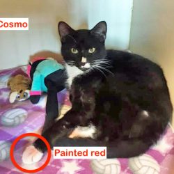 Cosmo a rescued cat destined to be used in dog fighting