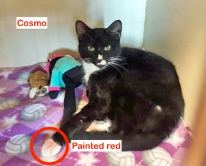 Cosmo a rescued cat destined to be used in dog fighting