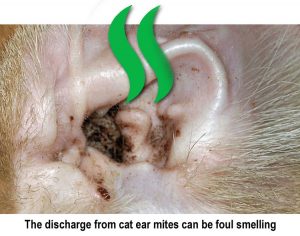 Discharge from cat ear mites can be foul smelling