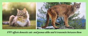 FFV affects pumas and domestic cats