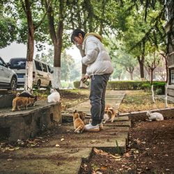'Girl' feeds feral cat in China. Image used to illustrate the study