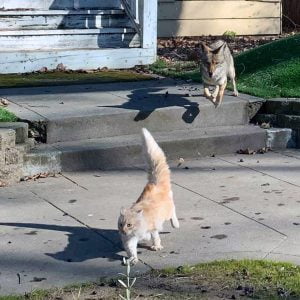 Great picture of coyote chasing a cat in Sacramento USA