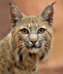 Handsome bobcat