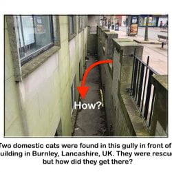 How did these cats end up in this hole?