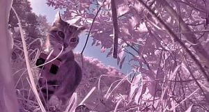 Kittycam footage