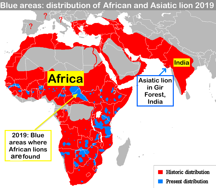 Lion distribution