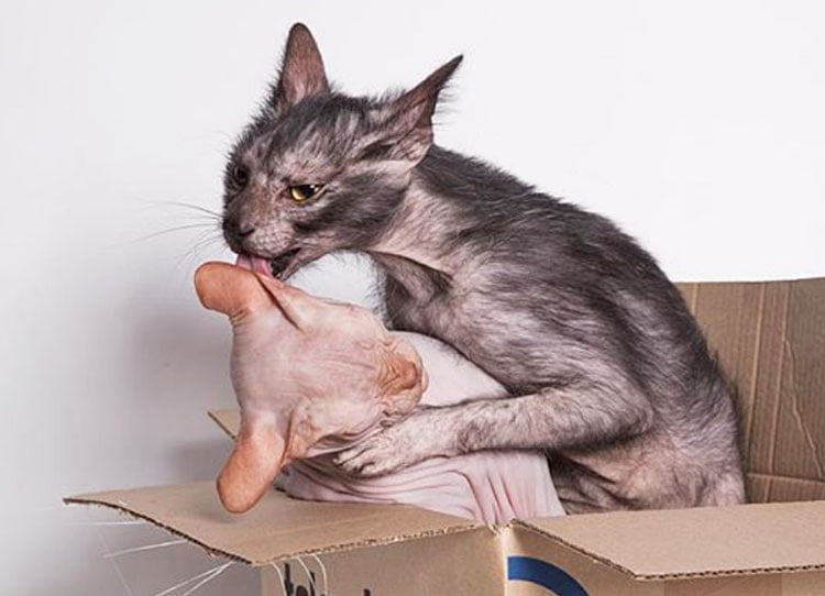 Lykoi and Sphynx. They are Lobo and Dobby.