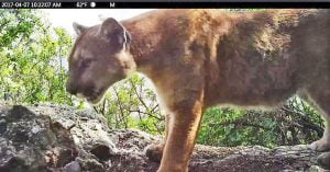 Mountain lion caught in camera trap by National Park Services AP