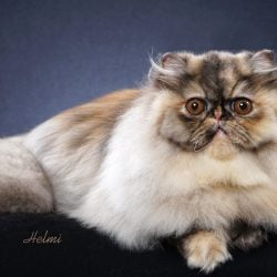 Helmi Flick's photo at her home studio of SC Surreal's Trick or Treat "Fruit Loops", an 8 month old Tortie Smoke Persian Female from Leesa and Mike Altschul! The picture is protected by copyright please note.