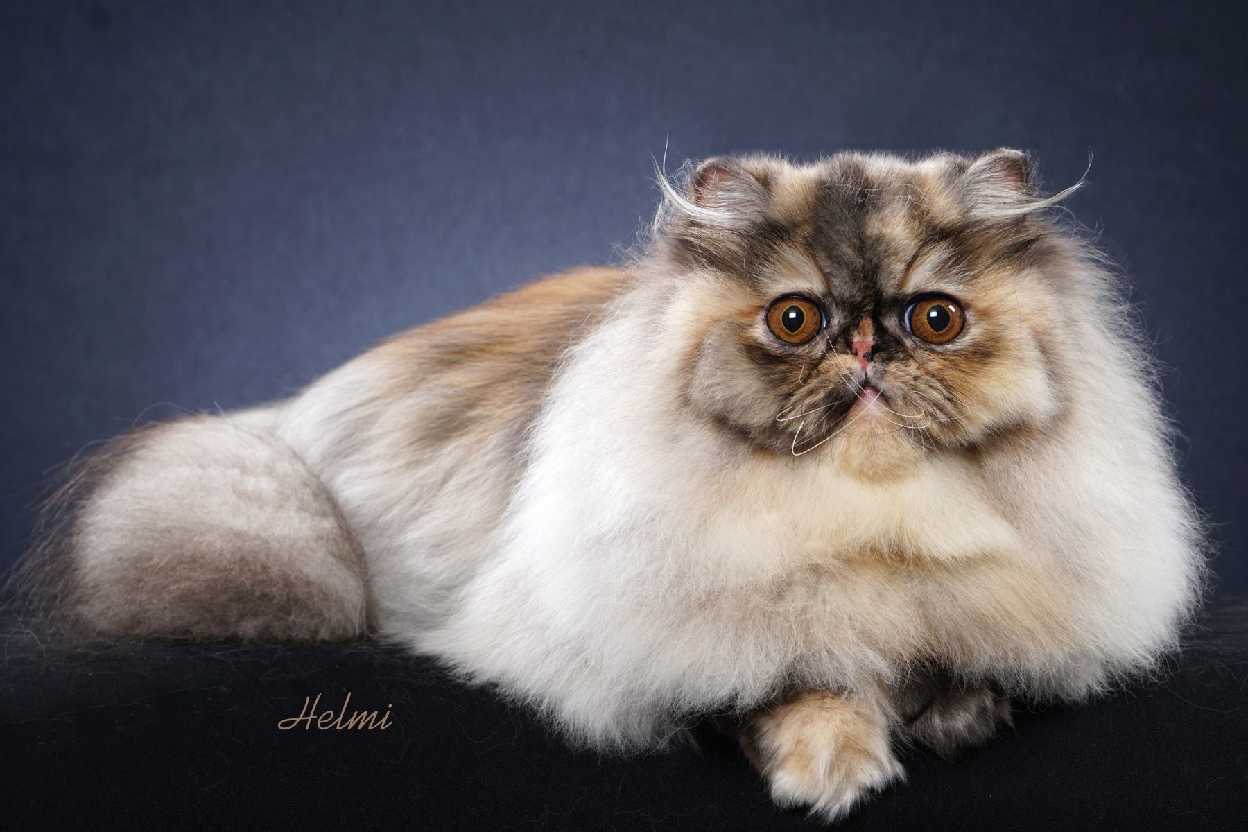 Helmi Flick's photo at her home studio of SC Surreal's Trick or Treat "Fruit Loops", an 8 month old Tortie Smoke Persian Female from Leesa and Mike Altschul! The picture is protected by copyright please note.