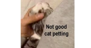 Poor cat petting