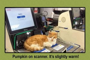Pumpkin on scanner