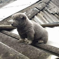 Vietnamese puppy looks a bit like a cat-dog hybrid
