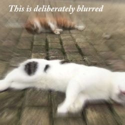 Chinese throw cats and dogs out of towerblock windows in panic over animals spreading novel coronavirus