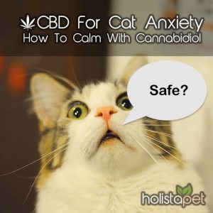 Side effects of CBD for cats