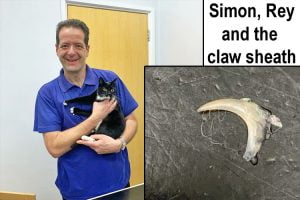 Simon, Rey and the claw sheath removed from her eye