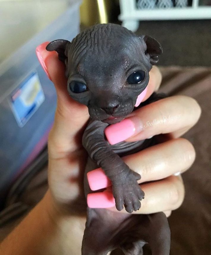 Sphynx baby and long pink false nails